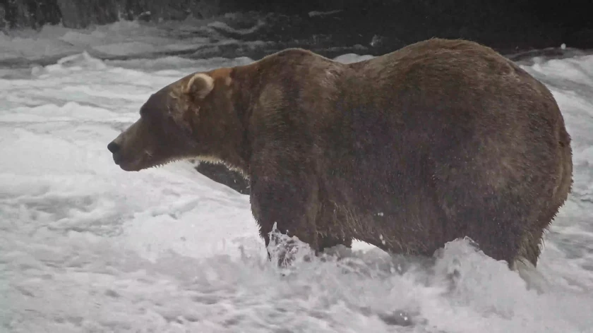 Photo of a large bear in a stream. The bear is very fat, particularly in the rear end.