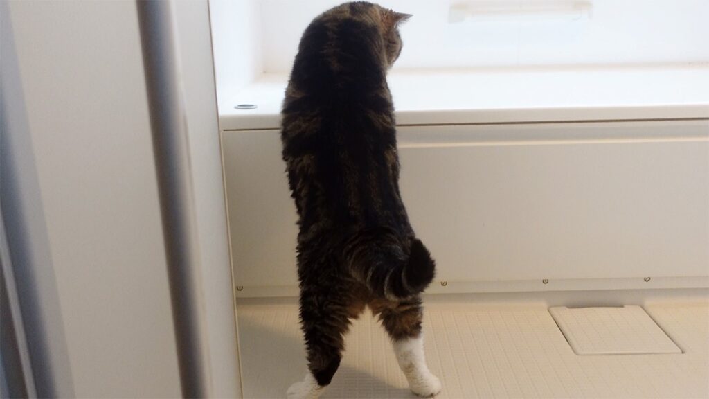 A cat with dark fur faces away from us and peers into a bathtub. 