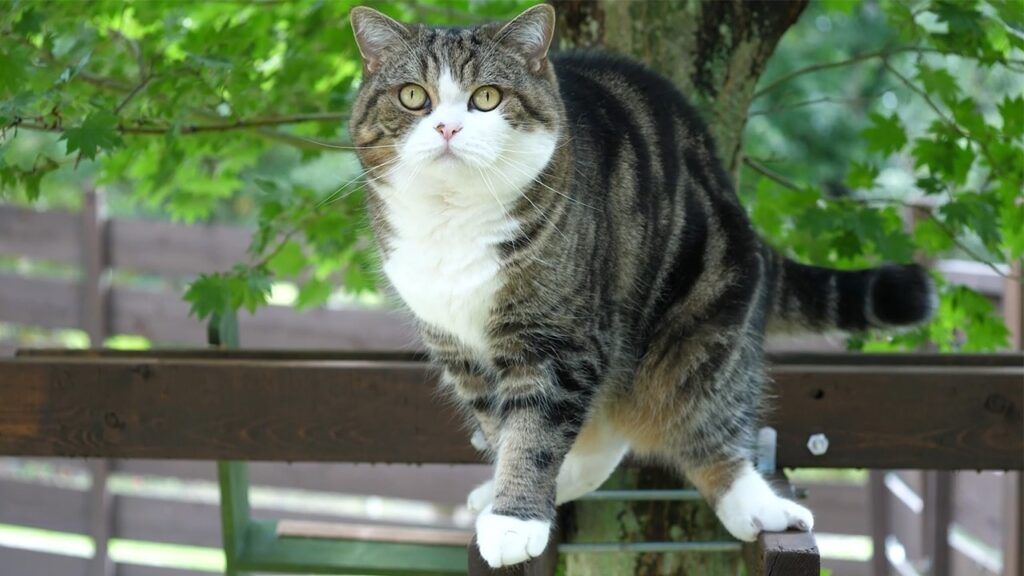 Maru, the famous cat