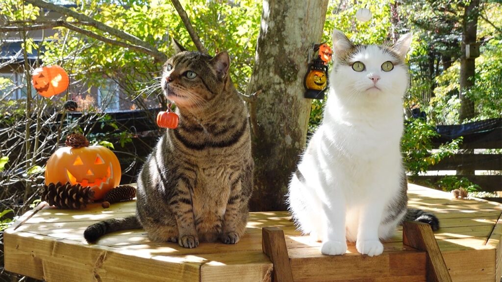 Two cats still together on a hexagonal outdoor deck. Various Halloween decorations are there, and one cat holds a small pumpkin decoration in her mouth.