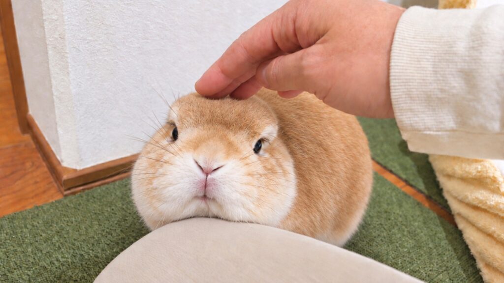 A small rabbit with cream colored fur is pet by a hand