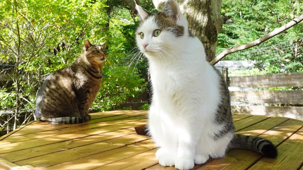 Two cats sit near one another on an outdoor deck.