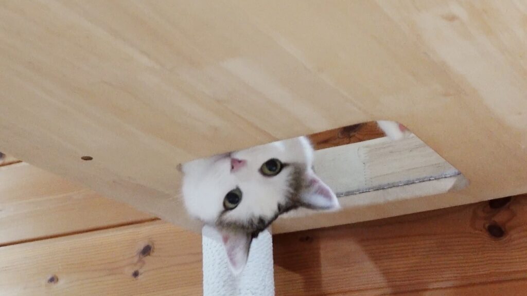 a cat peeks through a hole in a wooden platform, so that her head is upside-down