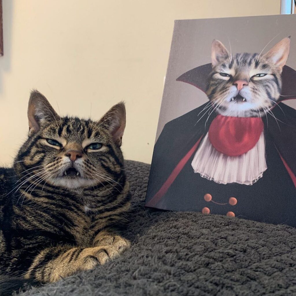 By the way, what's your blood type? I need to know what wine to pair with you. Cat with very prominent front fangs sits next to a picture of himself dressed as a dapper vampire