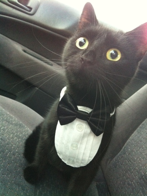A cat wearing a 