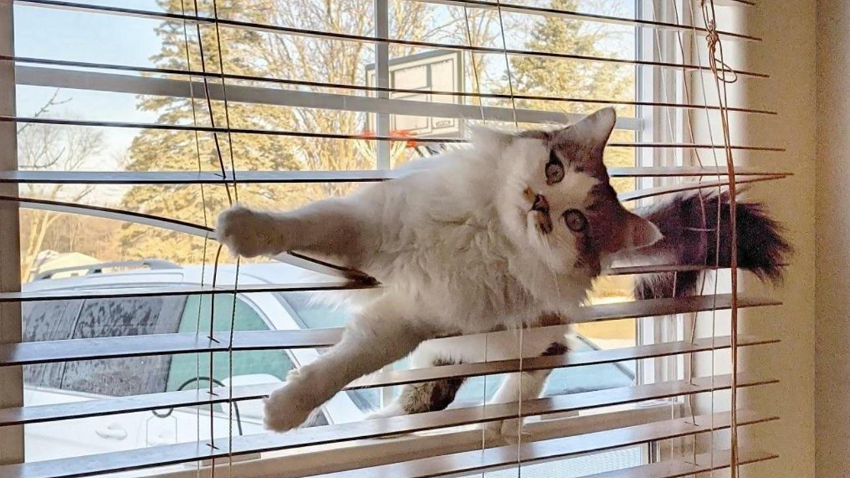 A cat climbing inside window blinds