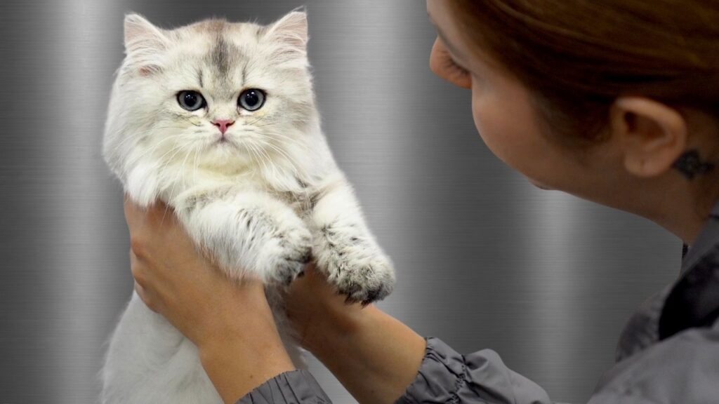 A woman holds up a kitten with fluffy white fur. 