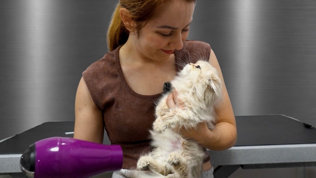 a woman holds a small persian kitten