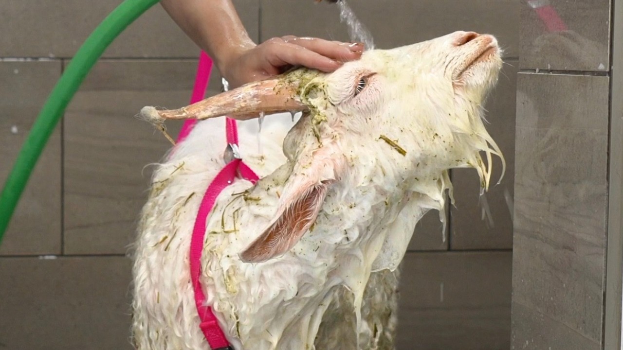 A goat in a harness being washed