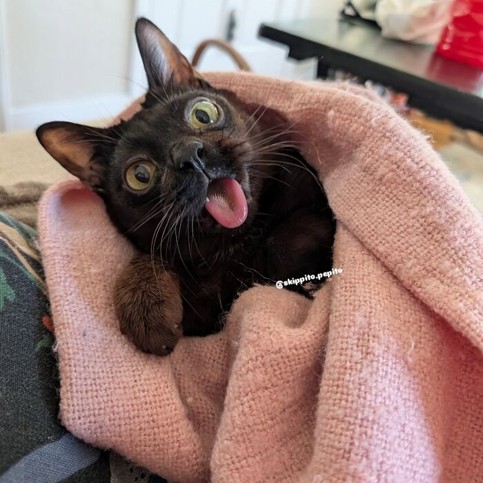 Black cat with its tongue hanging out