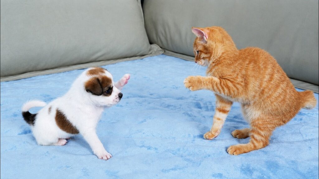 A puppy and a kitten sit facing each other on a blue sofa. They both hold out one paw.