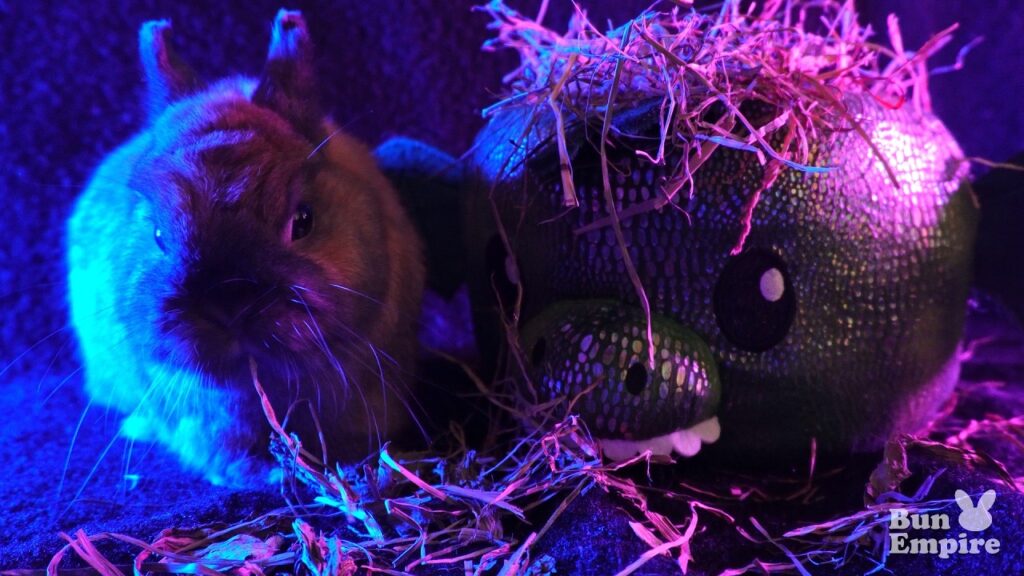 a rabbit eats hay next to a container shaped like a cartoon monster. The lighting is dramatic with blue light on the left side and pink on the right.