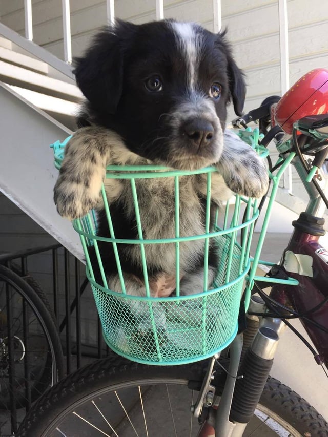 Could we just stay in the garage? A puppy sits in a bicycle basket and looks worried