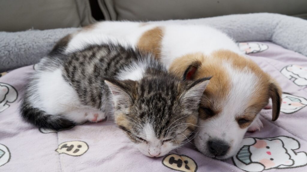 A kitten and a puppy sleep next to each other.