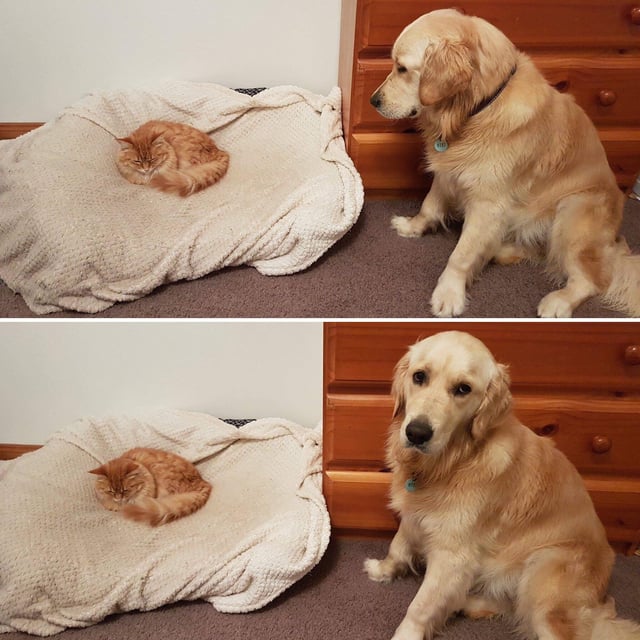 Two photos of a dog looking at a small cat occupying his dog bed. In the second photo the dog appears to be addressing the reader.