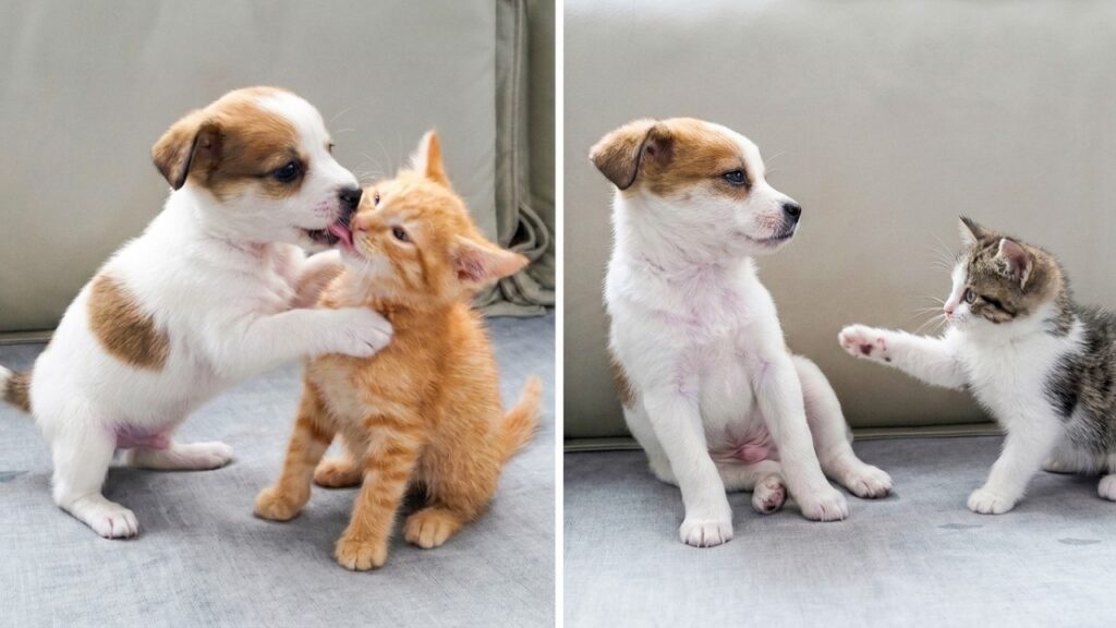 Side by side photos: Left, a puppy plays with a kitten with orange fur. Right, the same puppy plays with a different kitten with black and white fur.