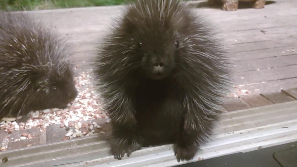 A baby porcupine