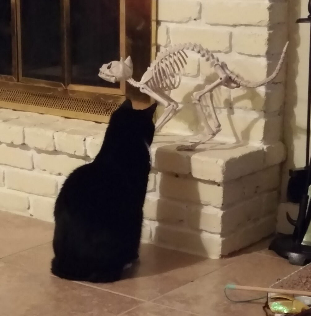 a cat looks at a decorative cat skeleton