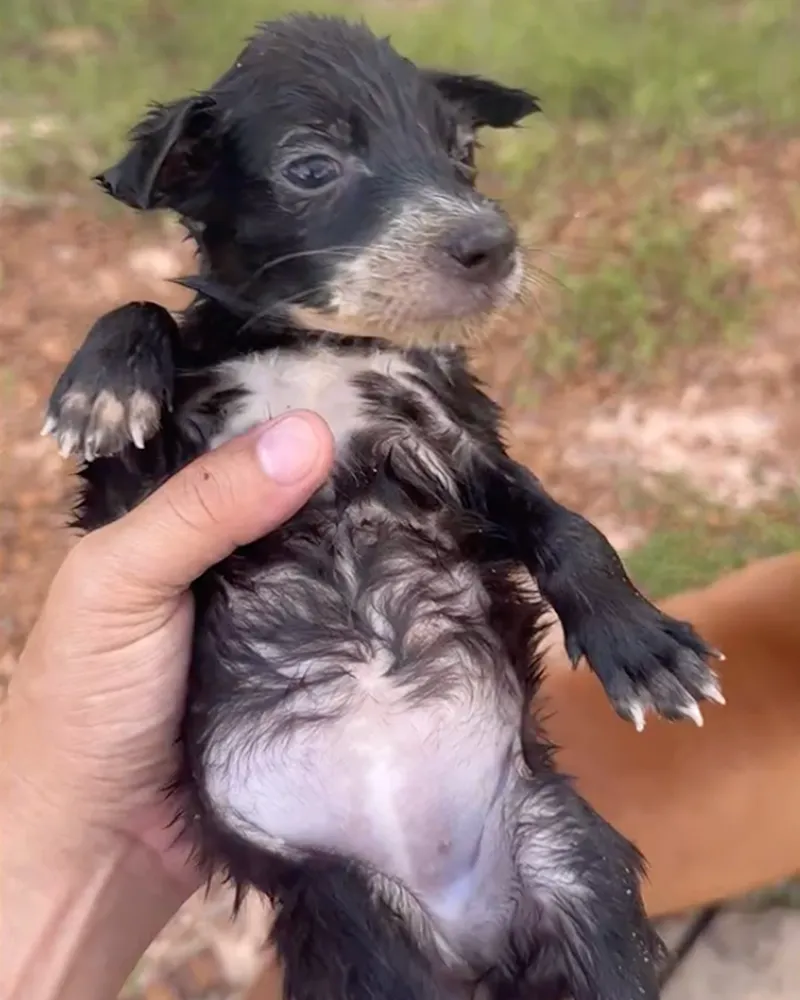 A small puppy held in a human hand