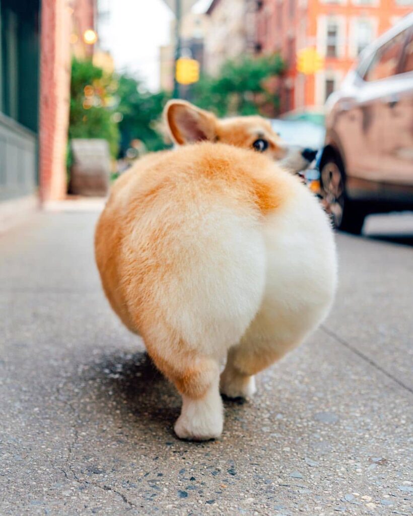 a corgi dog, viewed from behind, has a very round and fluffy bottom.