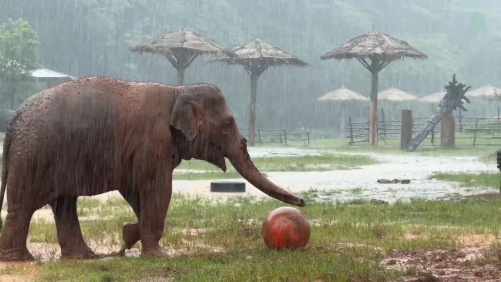 An elephant walks towards an orange ball in a muddy field during pouring rain.