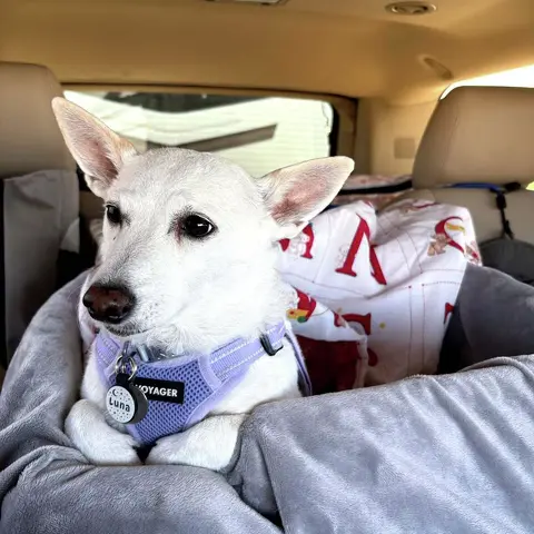 A Jack Russell terrier dog sits in the back seat of a car.
