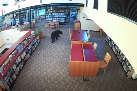 A black bear wanders in a library.