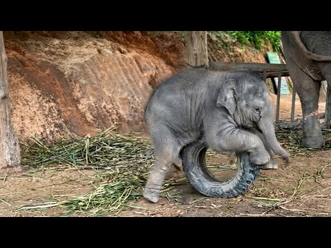 A baby elephant climbs a truck tire hanging from a rope. A larger elephant stands in the background. 