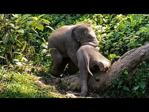 Two baby elephants climb on a tree growing horizontally on the ground.