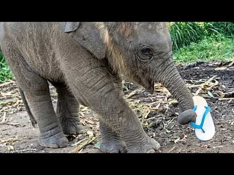 An elephant holds a flip-flop sandal in her trunk.
