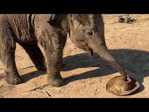 A baby elephant picks a hat up off the ground