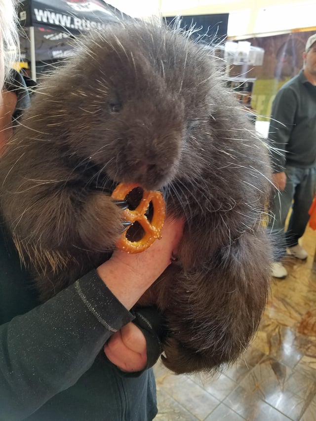 Well, it's giant to ME. A porcupine eats a pretzel.