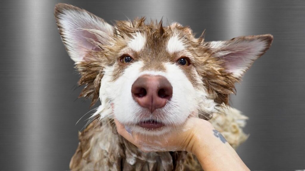 Face of an Alaskan malamute dog 