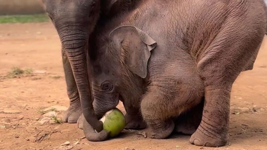 Two baby elephants attempt to eat a coconut on the ground.