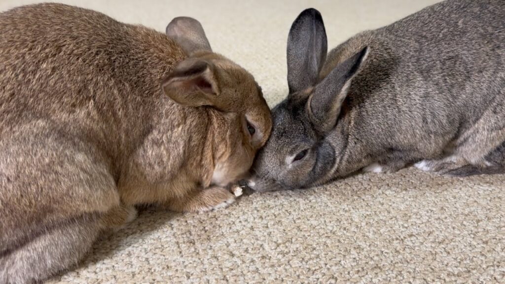 Two plump rabbits touch their heads together