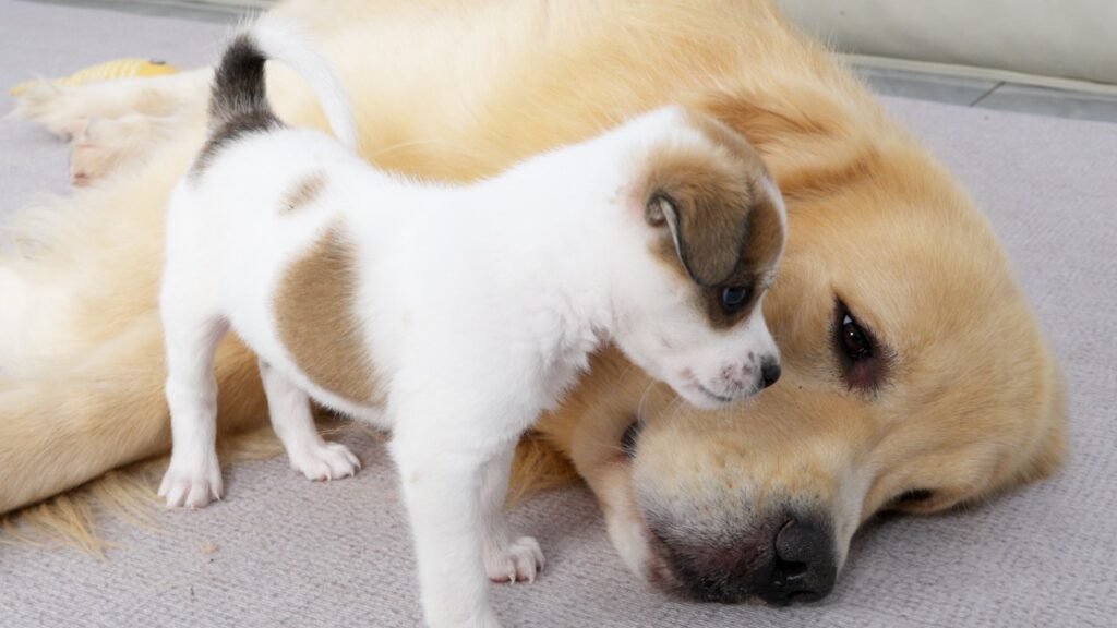 A small puppy dog stands and looks at the face of a sleeping golden retriever dog.
