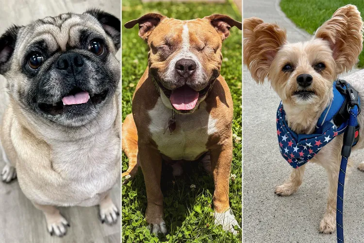 Three photos of dogs looking at you