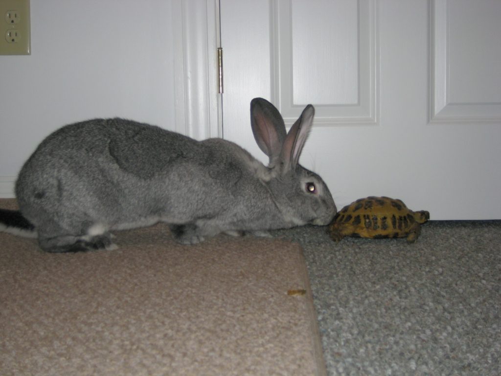 a large rabbit behind a small tortoise.