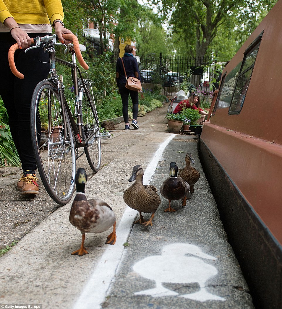 The group of ducks walks around a white silhouette of a duck painted onto the sidewalk.