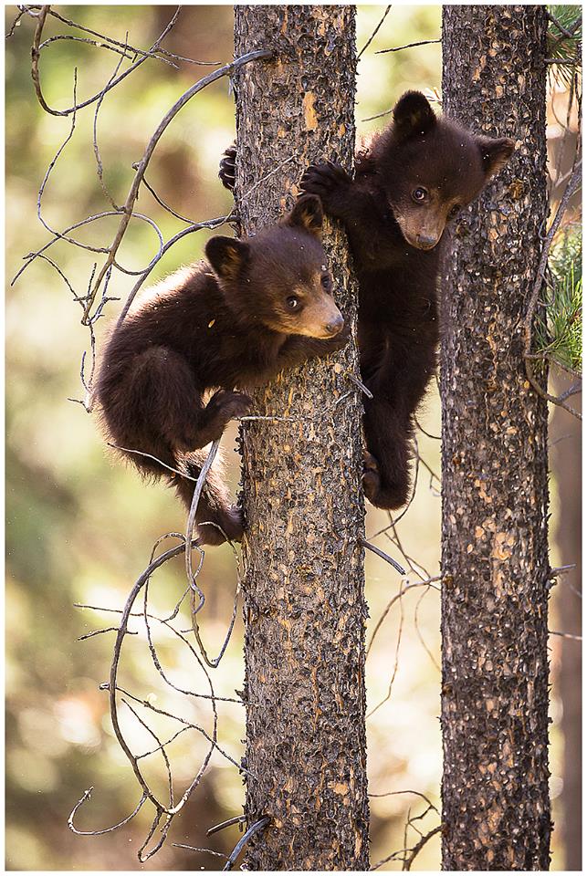 bear cubs climb tree
