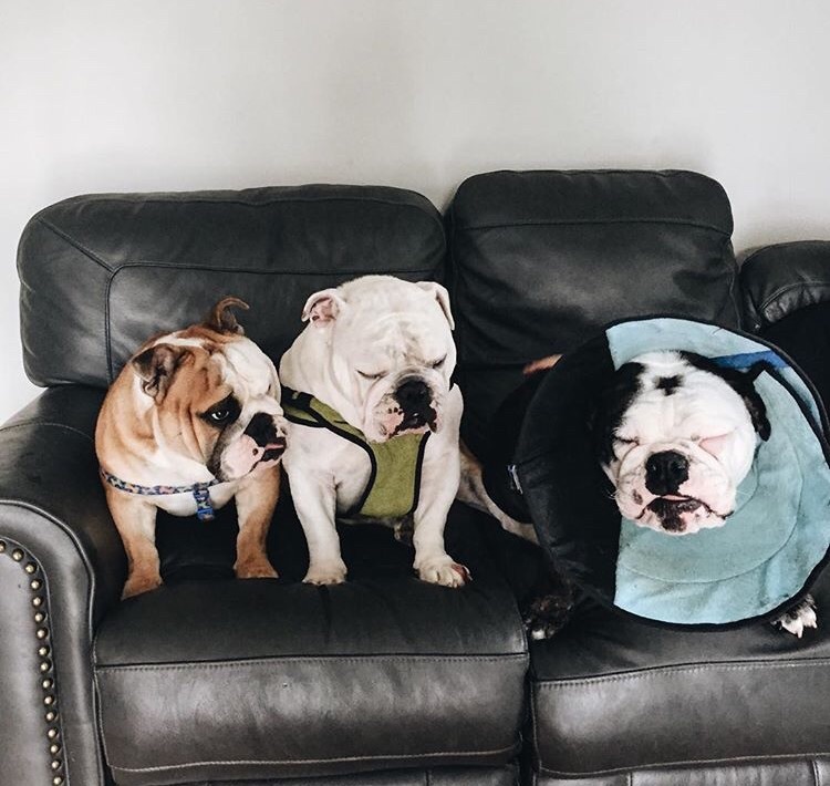 bulldogs look sad because one wears cone