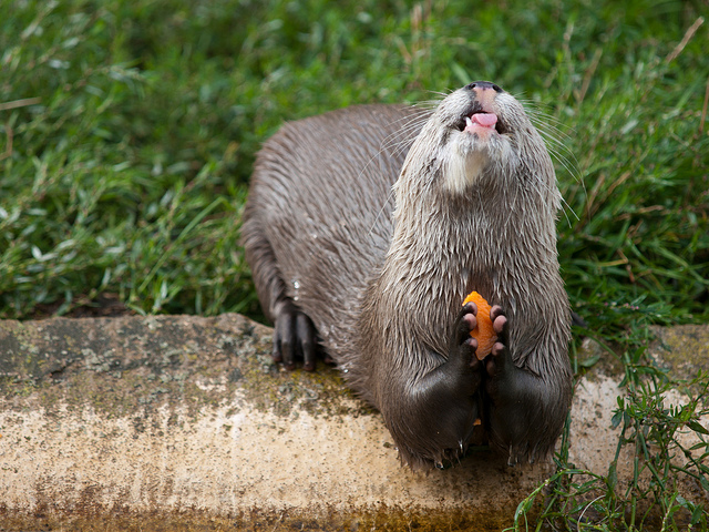 Otter with carrot