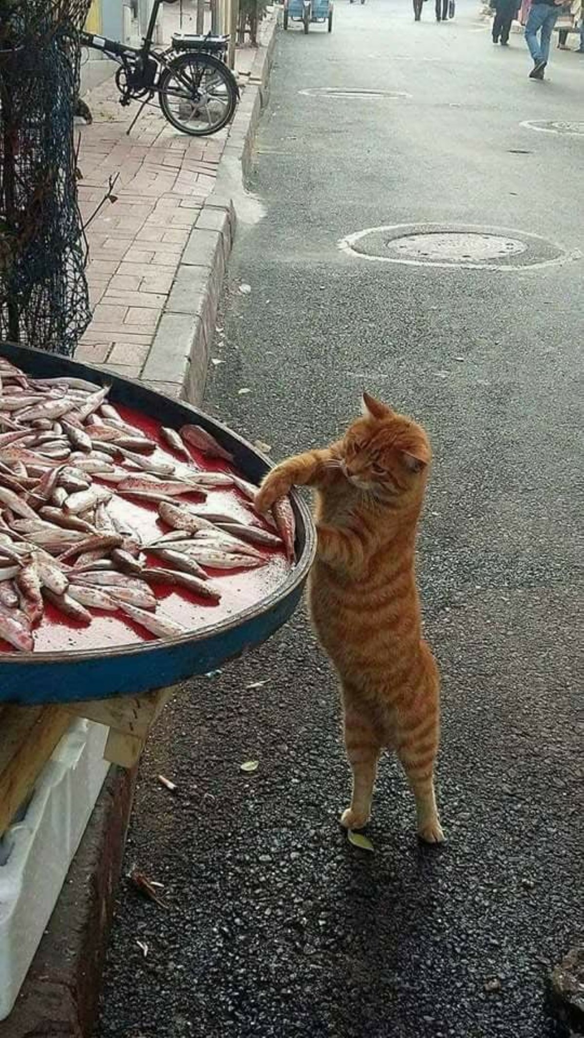 Cat touches fish