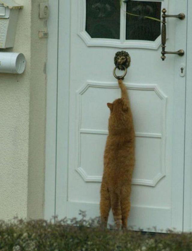 Cat reaches up to touch door knocker 