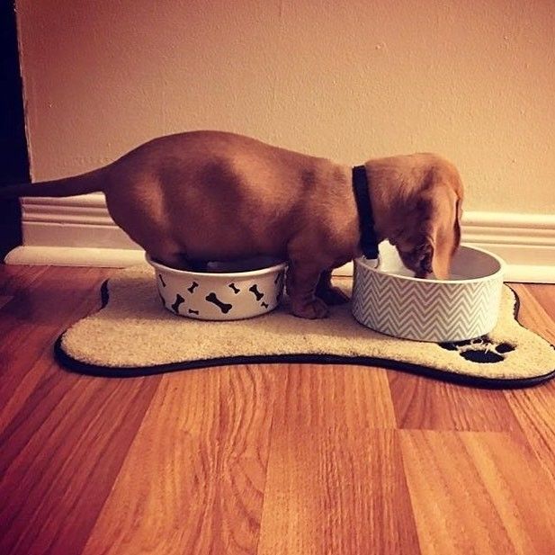Dog stands in food dish