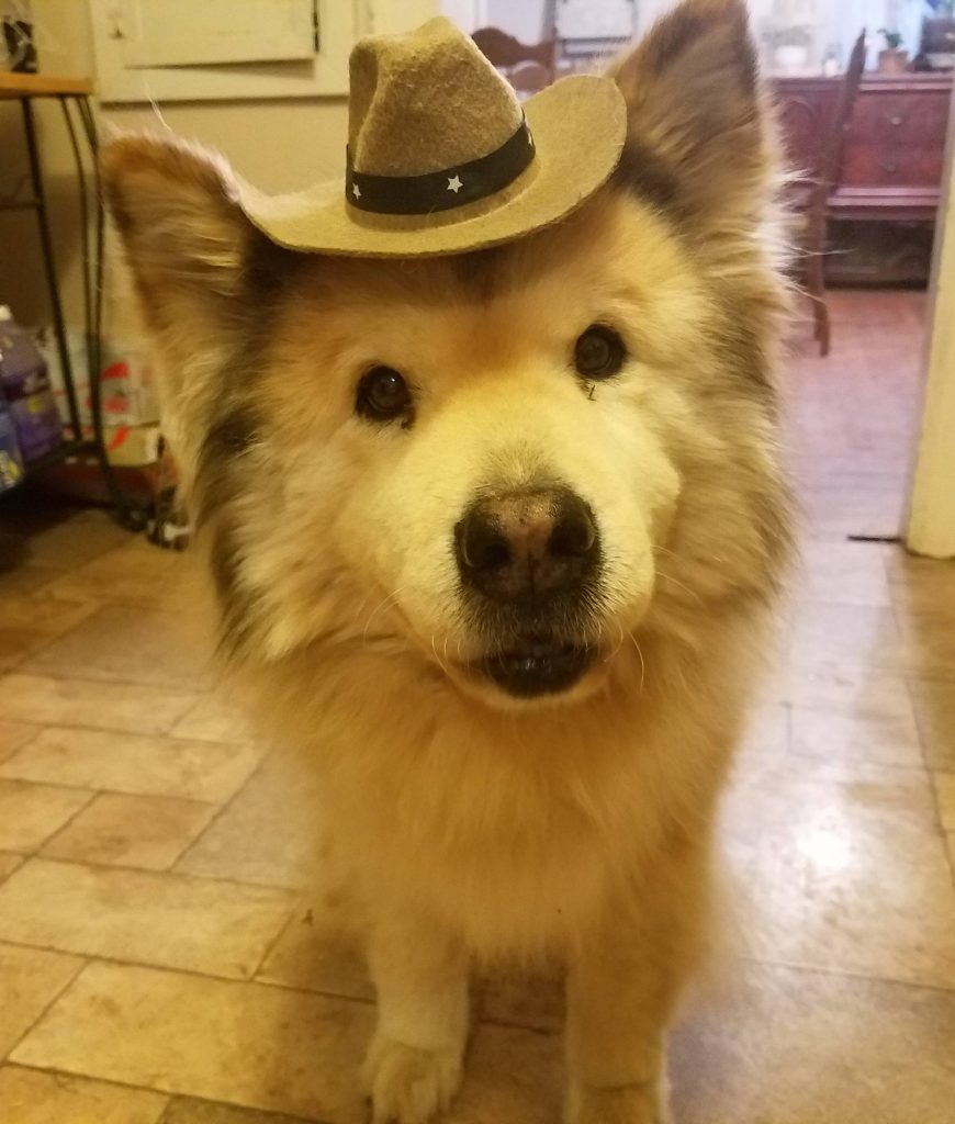 dog in cowboy hat