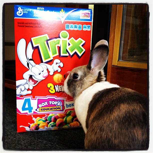 rabbit looks at cereal box