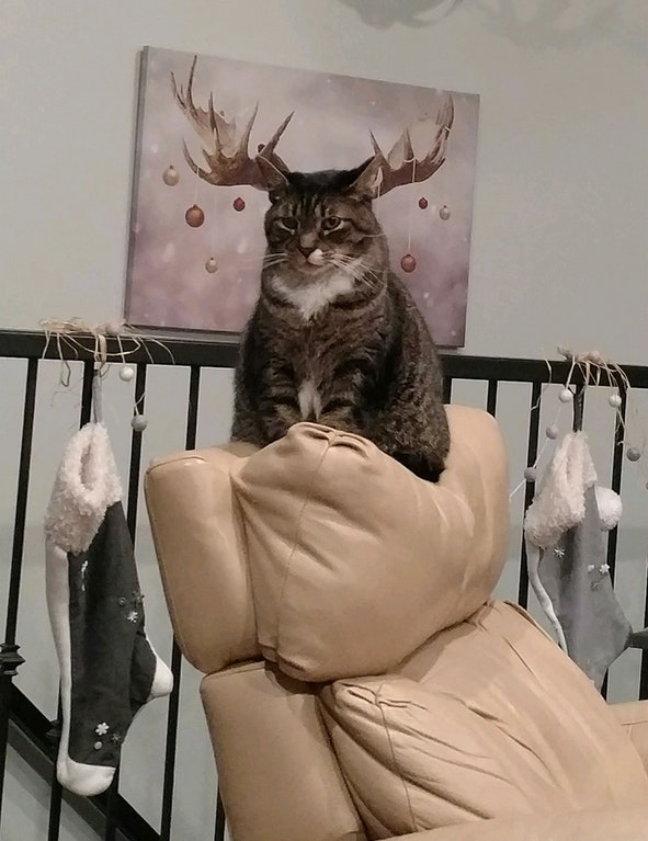 cat with antlers
