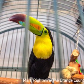 toucans cutetropolis