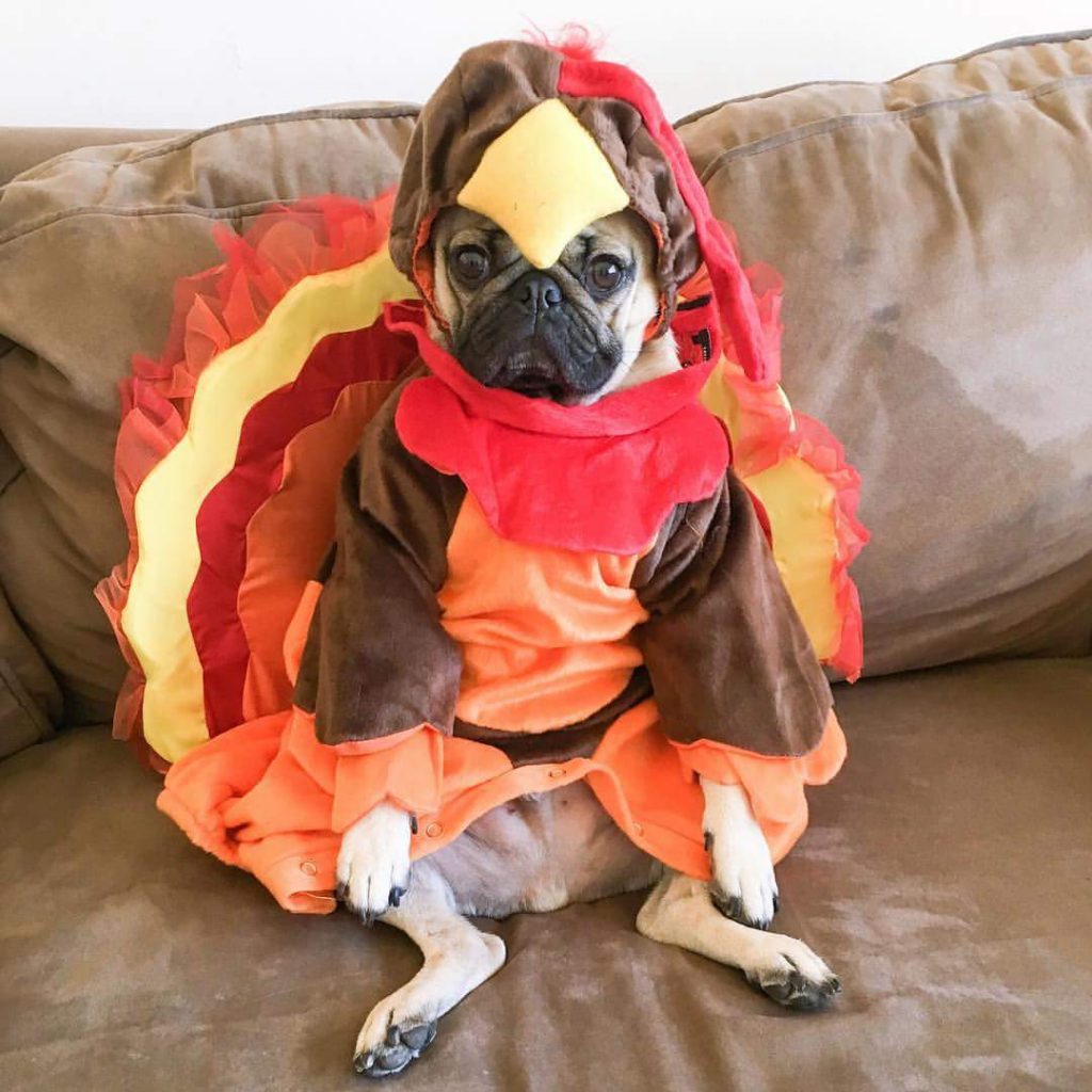 Pug dog dressed in turkey costume